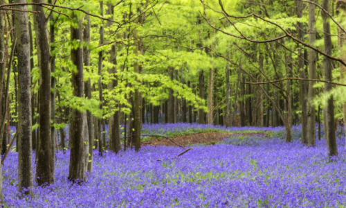 A forest with purple grass